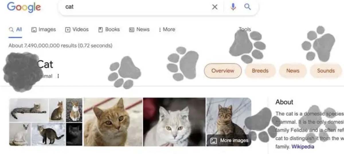 Read more about the article International Cat Day