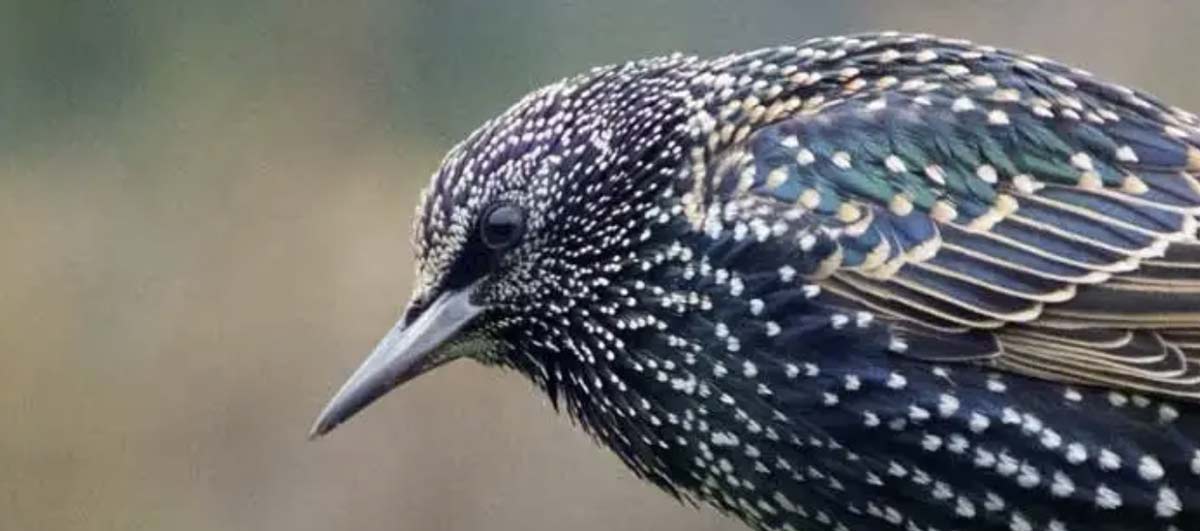 Read more about the article Killing Starlings