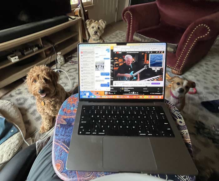 the dogs are in charge