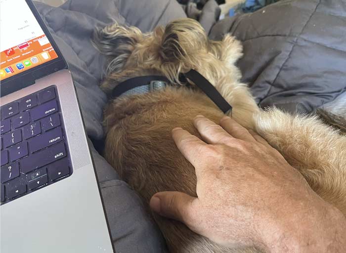 Read more about the article the sigh of a dog