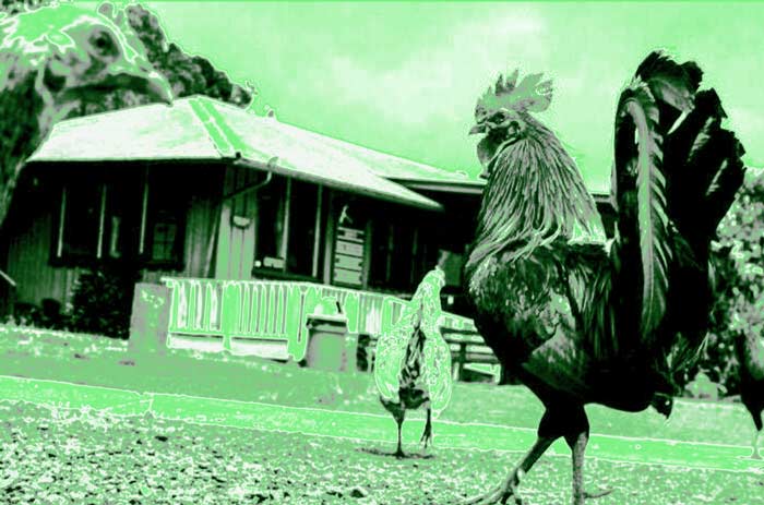 Read more about the article A Gigantic Cock (in the front yard)