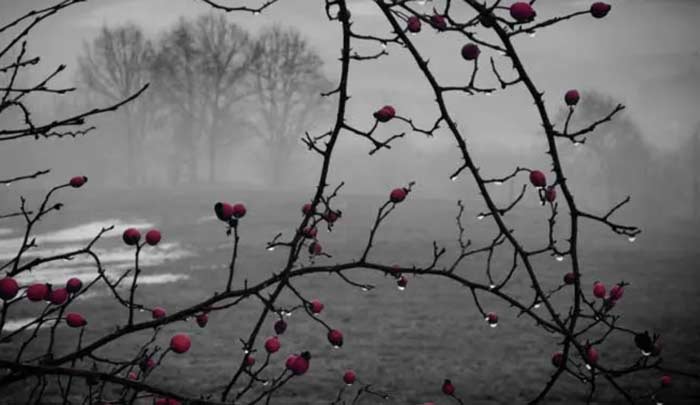 You are currently viewing winter berries