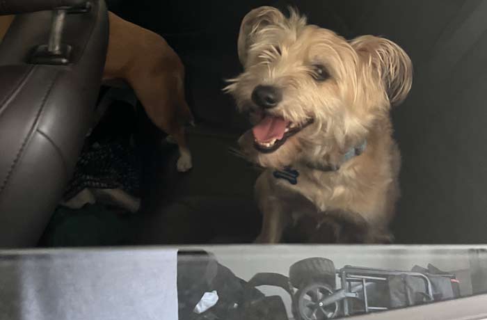You are currently viewing biscuits