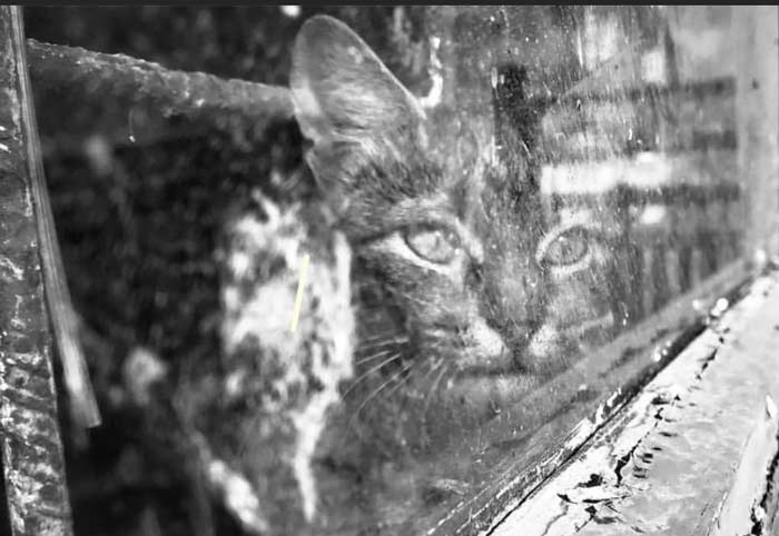 Read more about the article the cat is outside the window