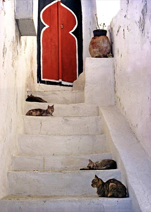 Read more about the article what about all the cats