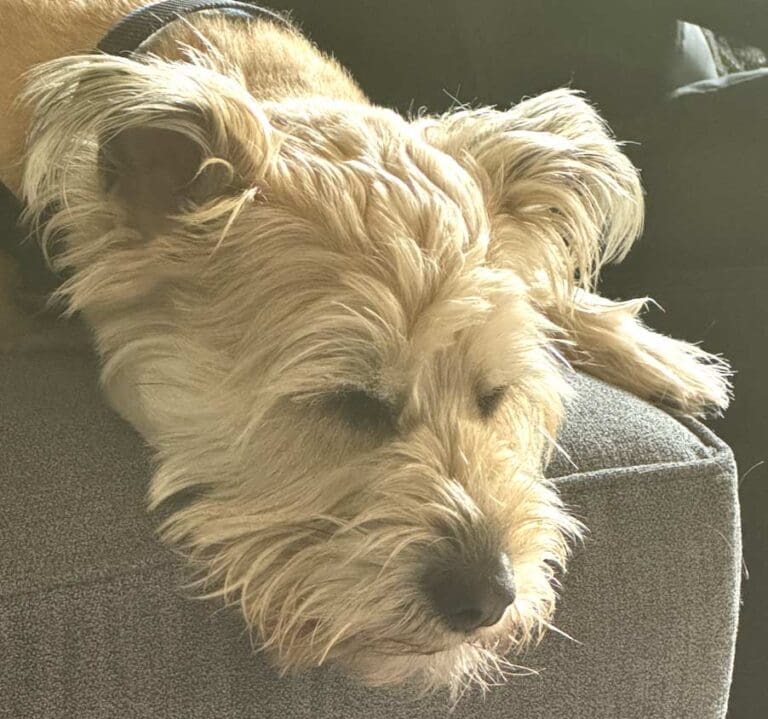 Read more about the article poetry dog