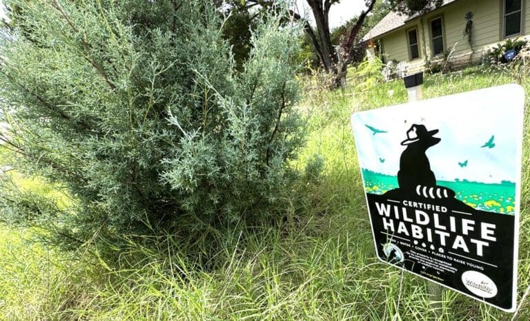 Read more about the article Watering the Lawn