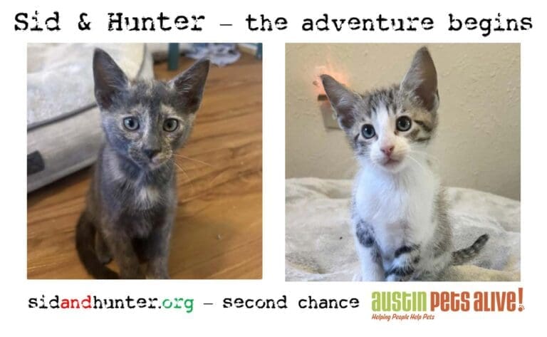 Read more about the article The Adventures of Sid and Hunter