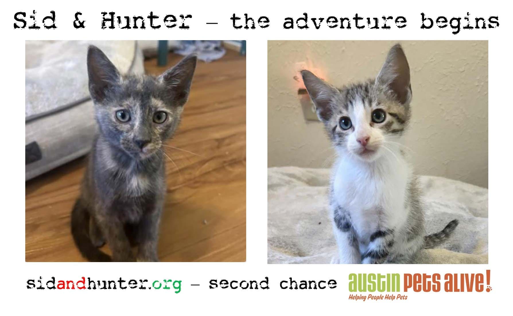 Read more about the article The Adventures of Sid and Hunter