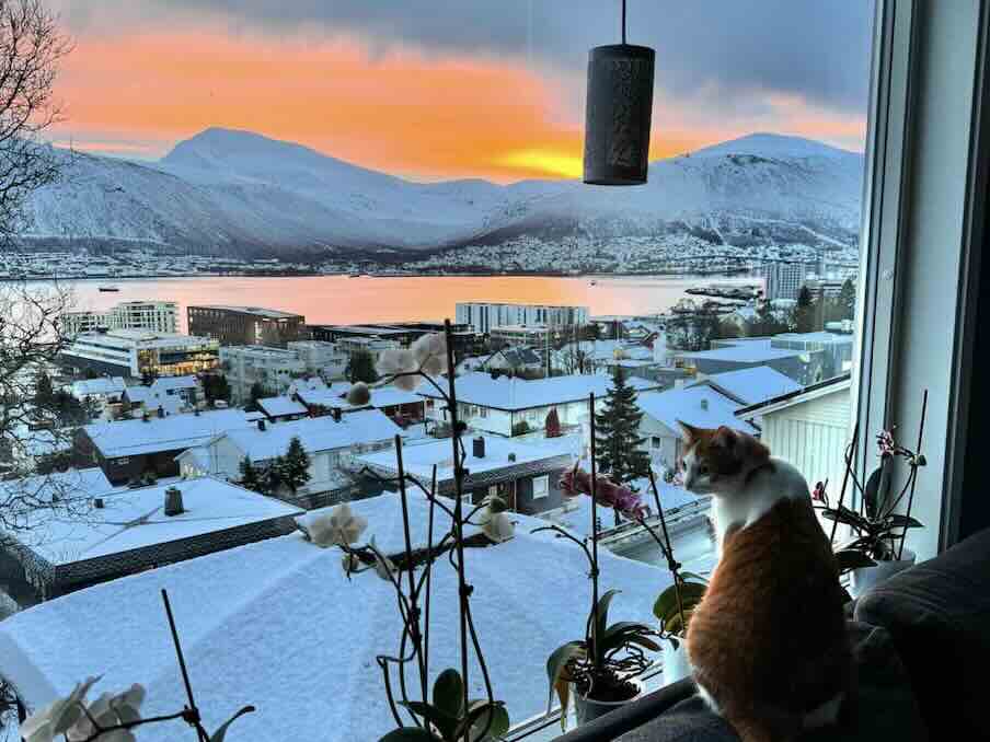 norway dawn with cat