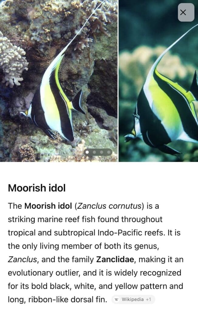 Gil is not an angelfish