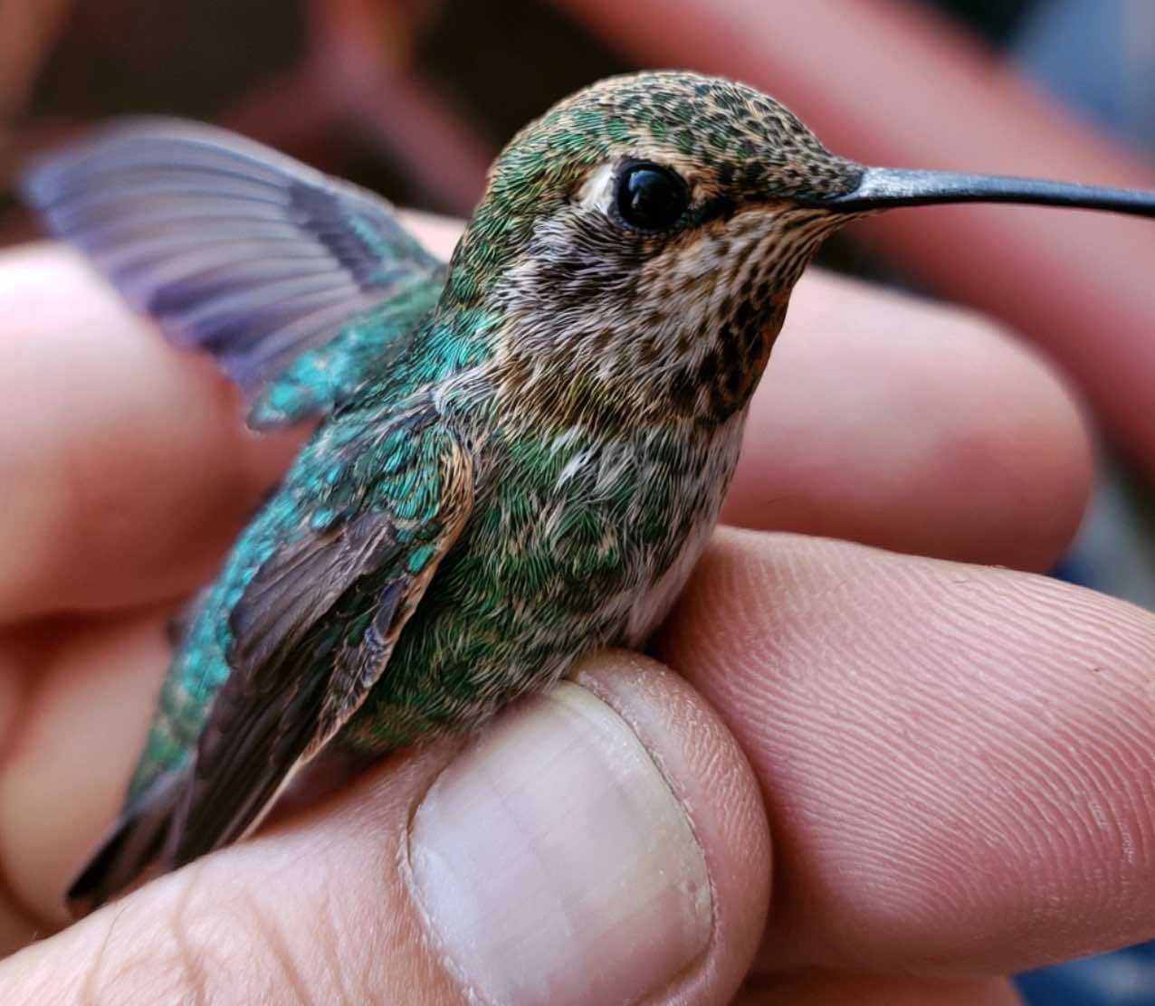 You are currently viewing Hold Still Hummingbird